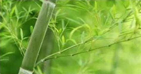 竹子是樹還是草 很想懷孕